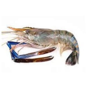 FRESH WATER PRAWN FWP U7 ( 10KG+- PER CTN )