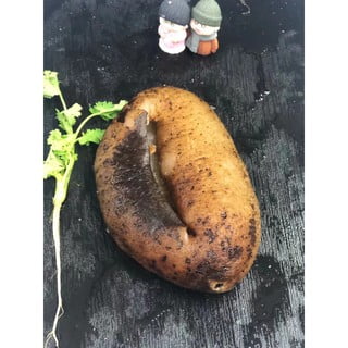 500-600菲律宾乌元参 PHILIPPINES WU YUAN SEA CUCUMBER