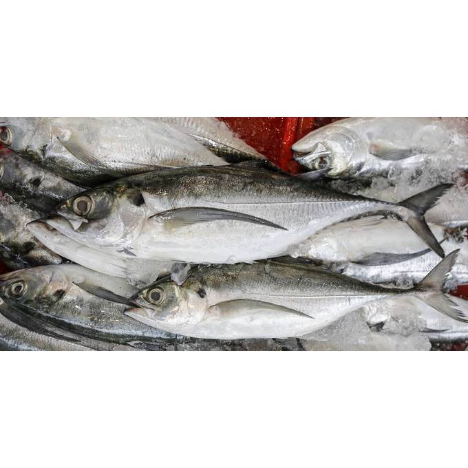 硬尾鱼 IKAN CENCARU 4-6 (10KG PER CTN )